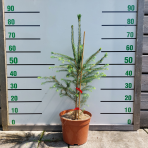 Smrek obyčajný (Picea abies) - výška 80-100 cm, kont. C5L